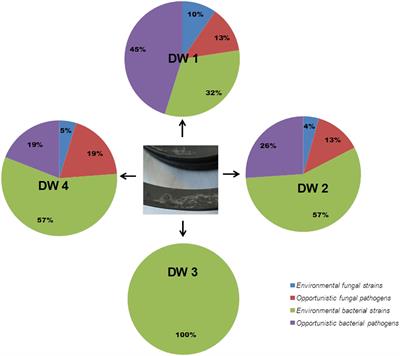 Synergistic Interactions in Microbial Biofilms Facilitate the Establishment of Opportunistic Pathogenic Fungi in Household Dishwashers